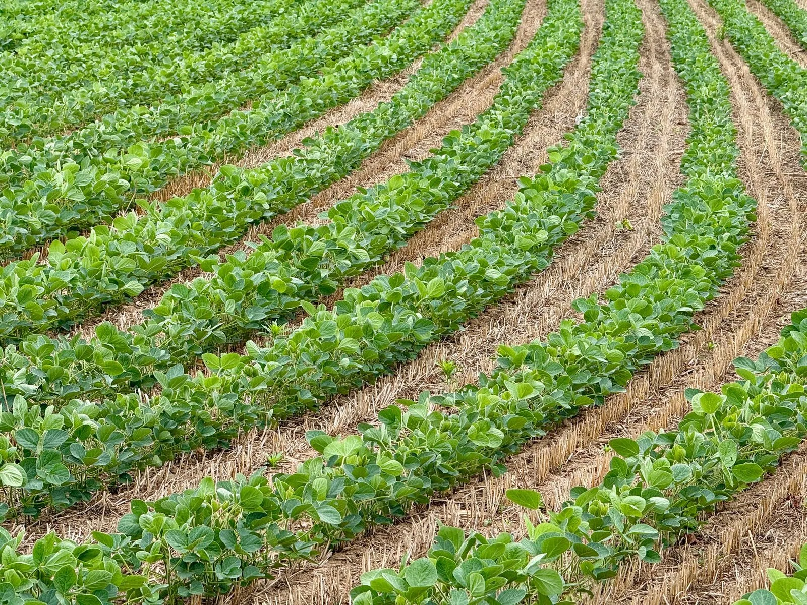 Rangs de culture levés dans un couvert de résidus