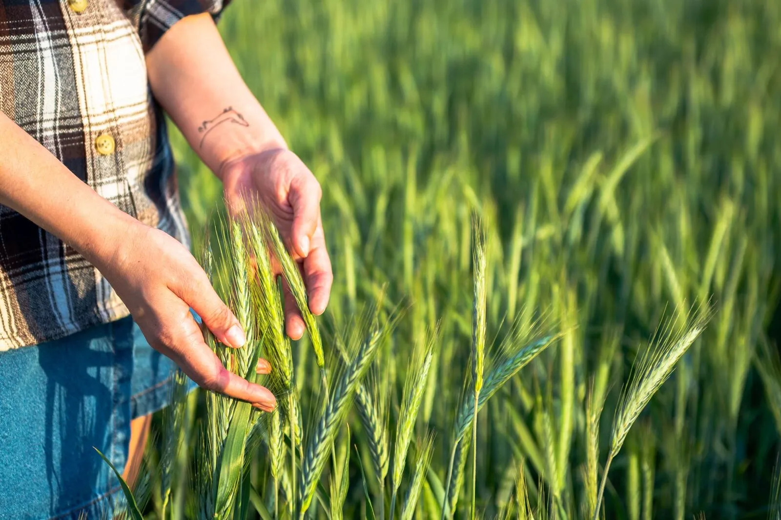 Mesures agronomiques sur une parcelle d’essai